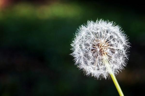 White Flower