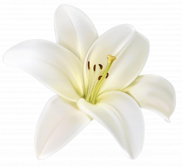 white flowers