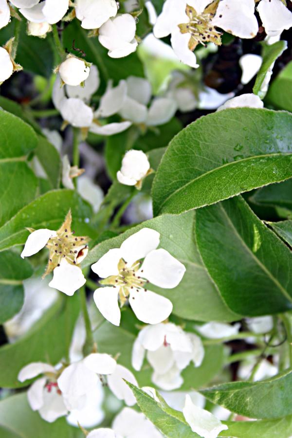 White flower after the rain
