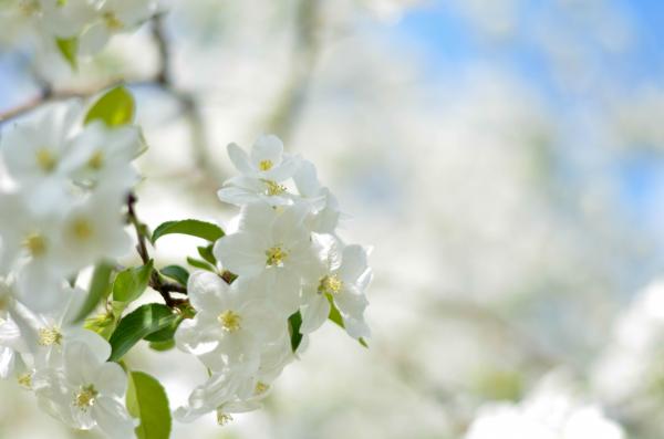 White Flower Picture during Daytime