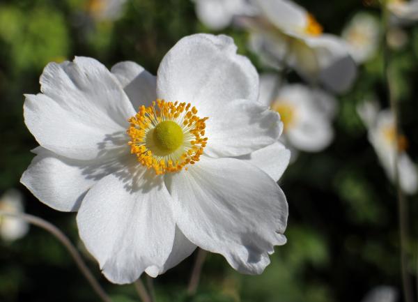 White Flower With Yellow Center