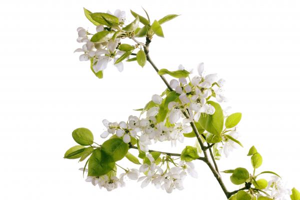 White Flowers