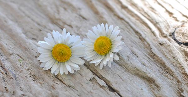 White Flowers