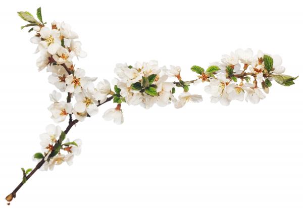 White Flowers