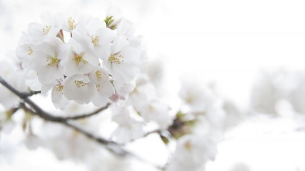 White flowers background