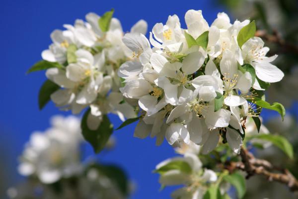 White Flowers