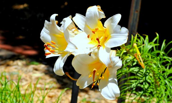 White flowers