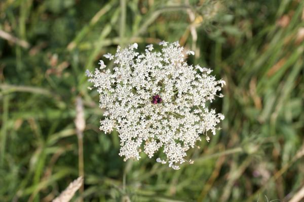 White Flowers