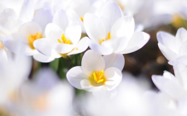 White flowers