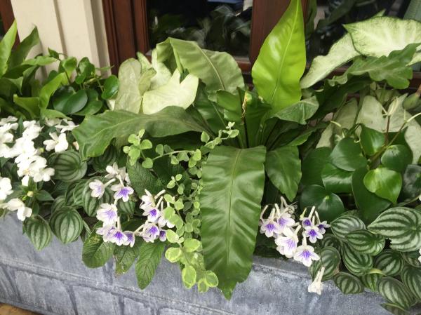 white flowers