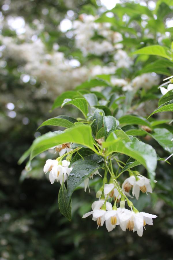 white flowers