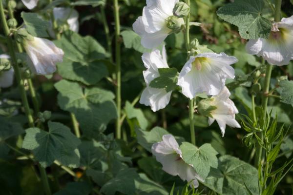 White flowers