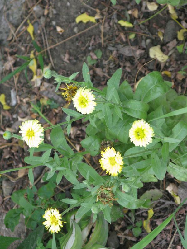 White Flowers