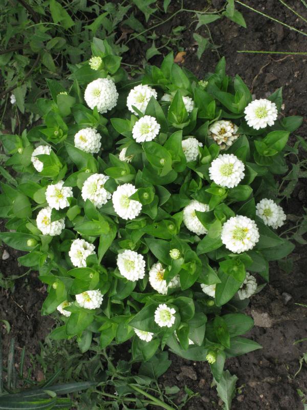 White Flowers