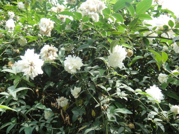 White Flowers