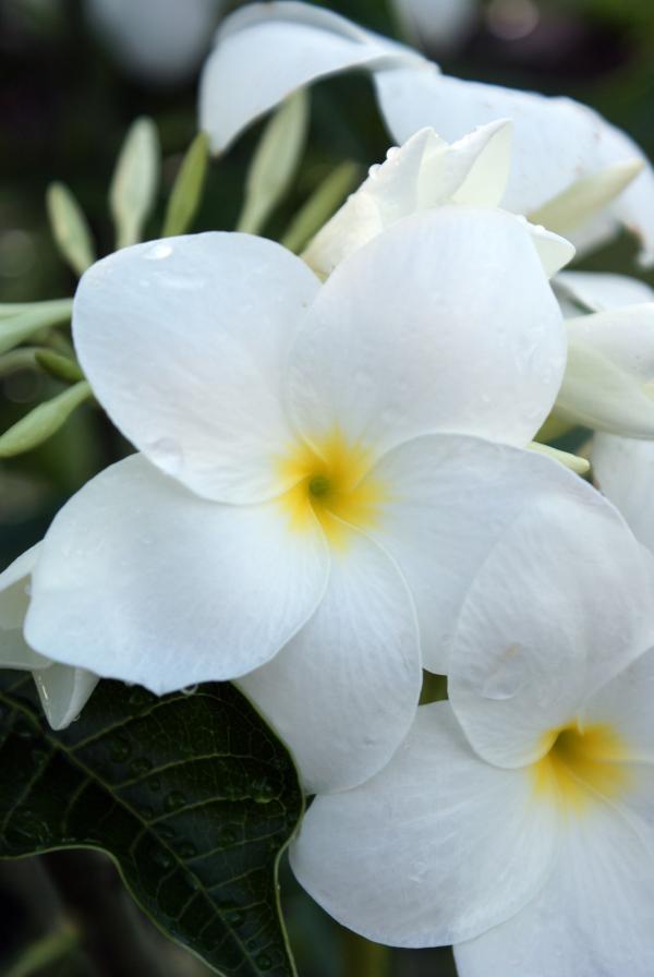 White Flowers