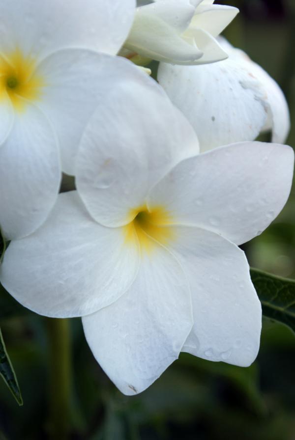 White flowers