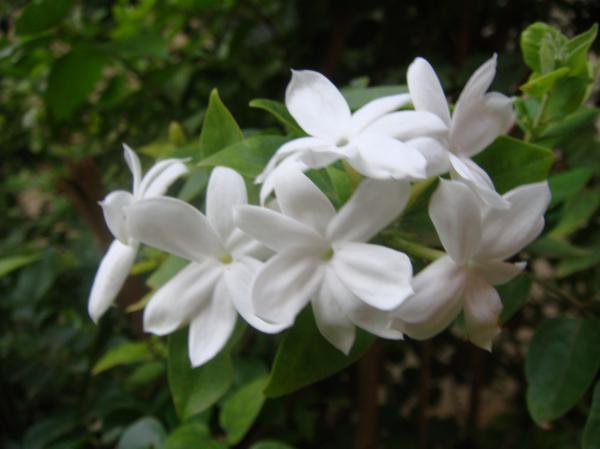 White flowers