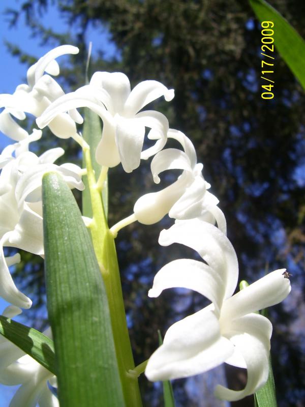 White flowers