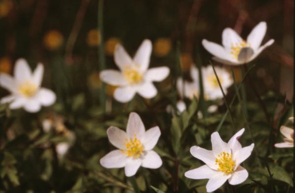 White flowers