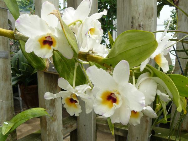 White Flowers