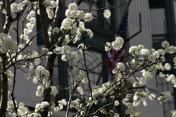 White flowers