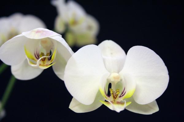White Flowers