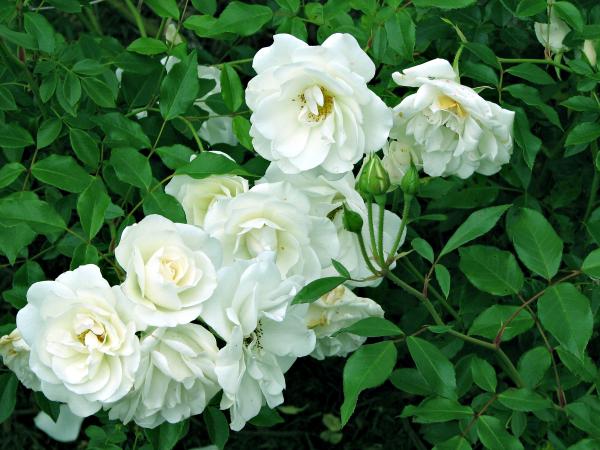 White flowers