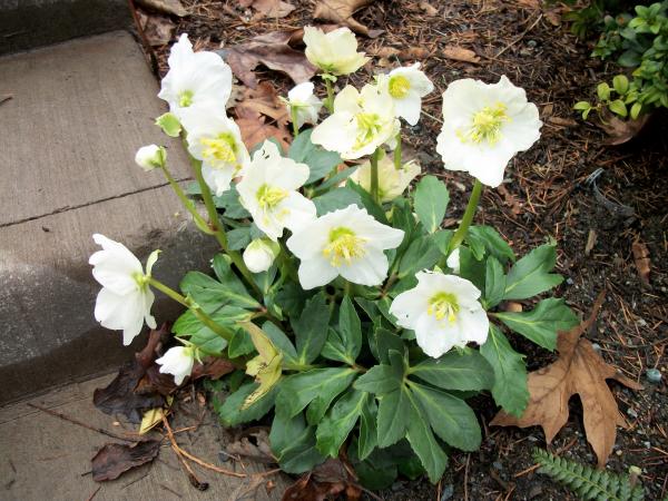 White flowers
