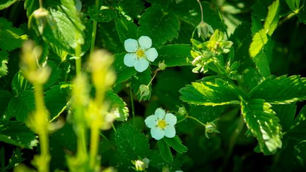 White flowers