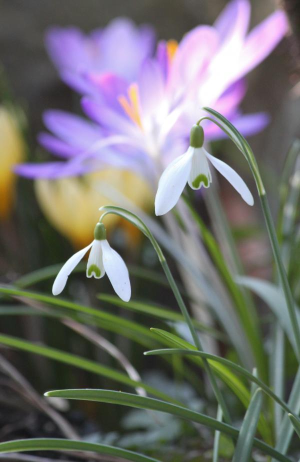 White Flowers