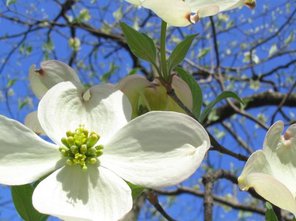 White Flowers in the Garden