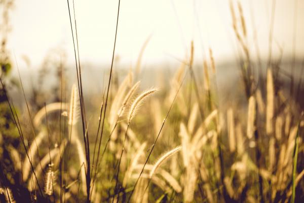 White Fountain Grass