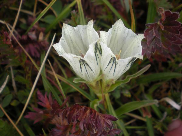 White Gentian