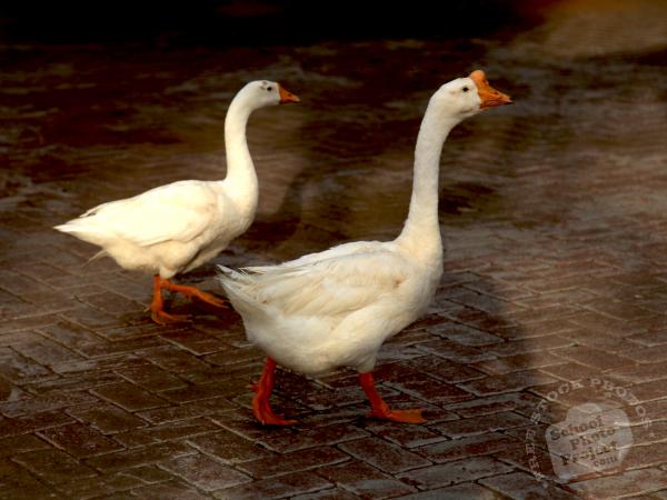 White goose