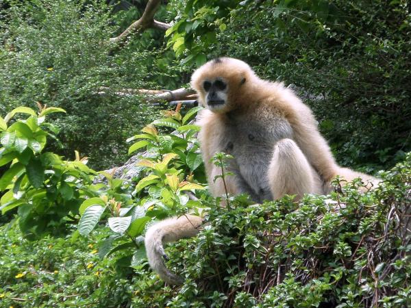 White-handed Gibbon