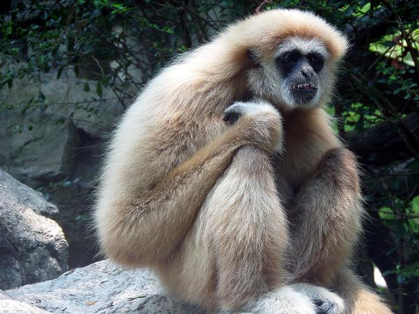White-handed Gibbon