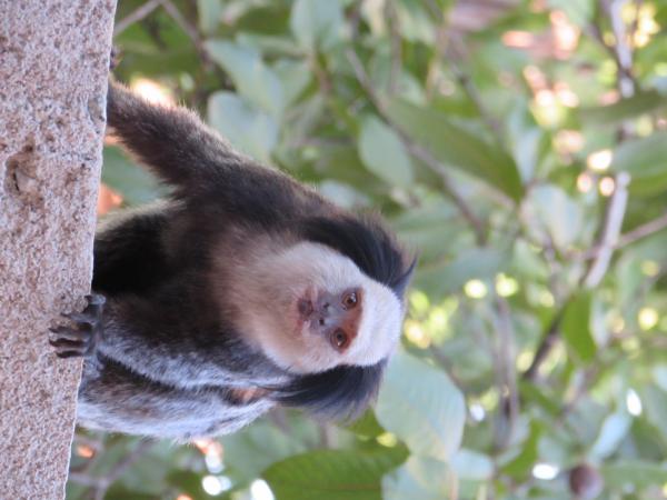 White-headed marmoset
