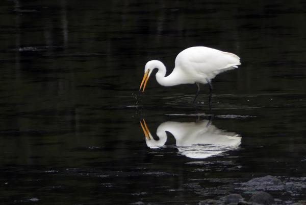 White Heron NZ.( Egretta alba modesta)