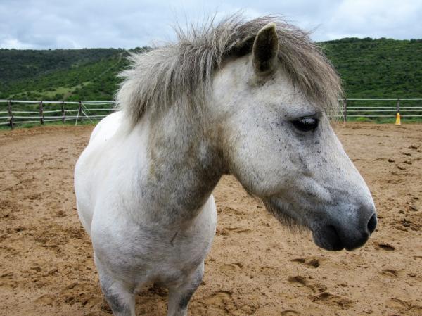 White Horse