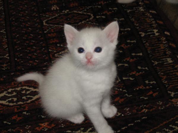 White Kitten