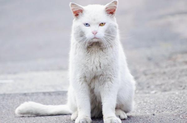White Kitty