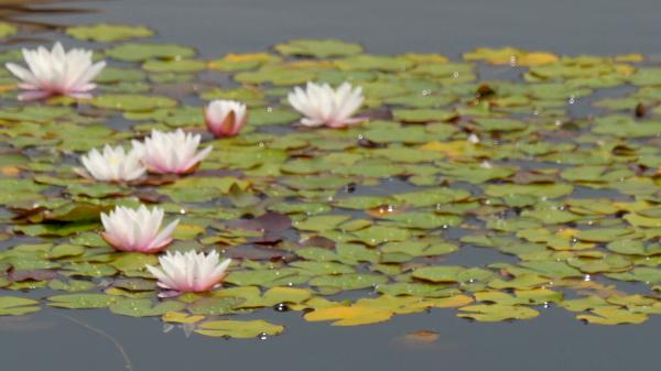 White lily floating
