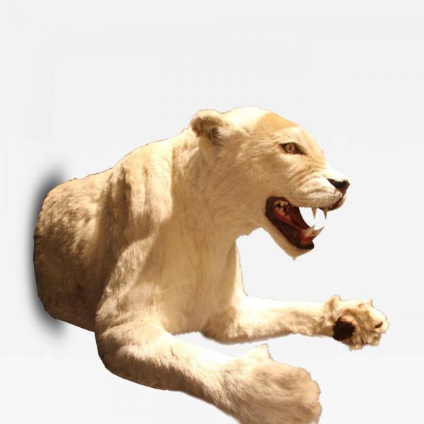 White Lioness