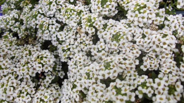 White little flowers