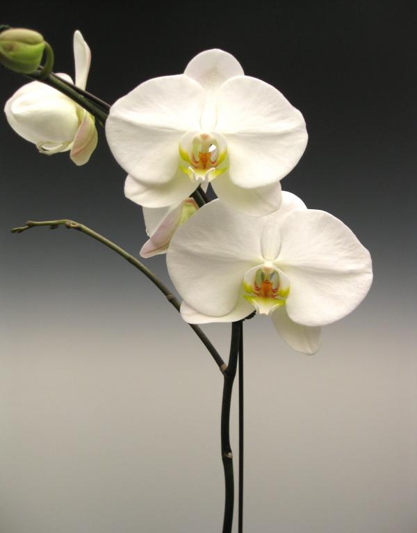White Moth Orchids