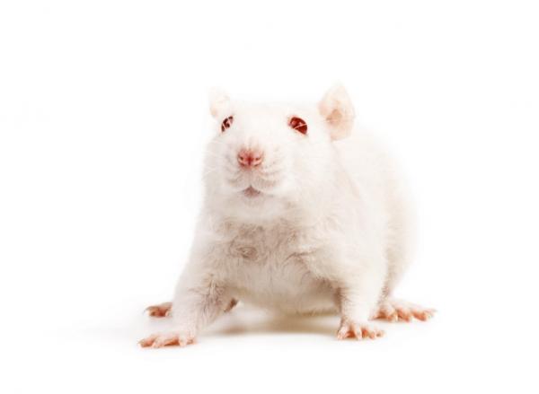 White mouse