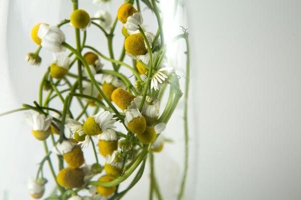 White Multi Petaled Flower