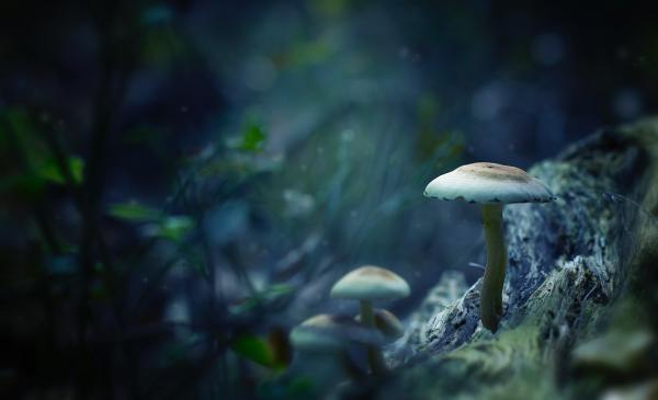 White Mushrooms Digital Wallpaper