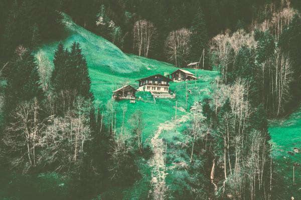 White Paint Surrounded Green Leaf Tree